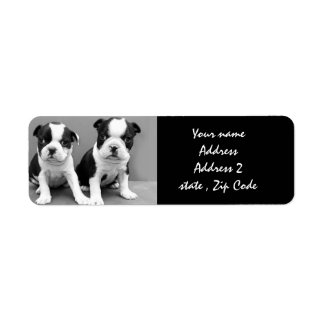 Boston Terrier Puppies Adresetiketten Etiket
