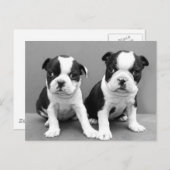 Boston Terrier Puppies briefkaart (Voorkant / Achterkant)