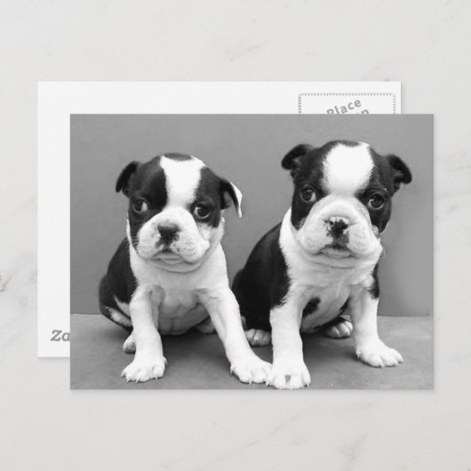 Boston Terrier Puppies briefkaart (Voorkant / Achterkant)