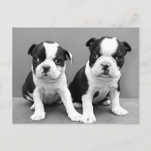 Boston Terrier Puppies briefkaart (Voorkant)