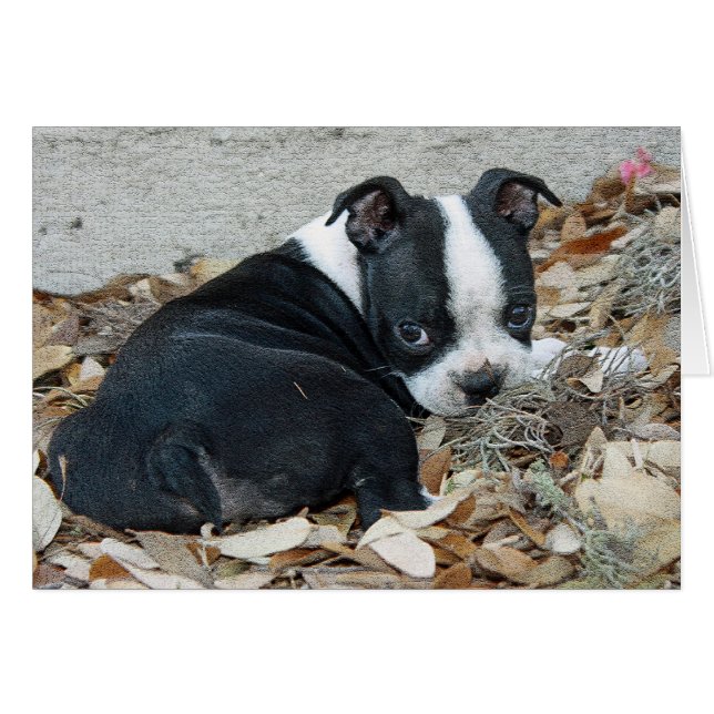 Boston Terrier Puppy (Voorkant Horizontaal)