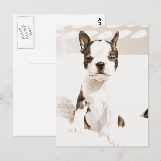 Boston Terrier Puppy 2 Briefkaart (Voorkant / Achterkant)