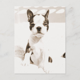 Boston Terrier Puppy 2 Briefkaart