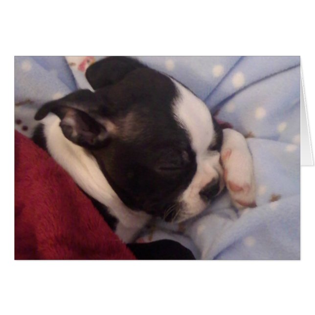 Boston Terrier puppy BLANK (Voorkant Horizontaal)