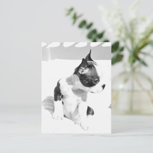 Boston Terrier Puppy Briefkaart (Staand voorkant)