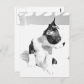 Boston Terrier Puppy Briefkaart (Voorkant / Achterkant)
