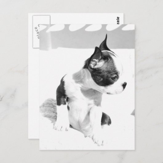 Boston Terrier Puppy Briefkaart (Voorkant / Achterkant)