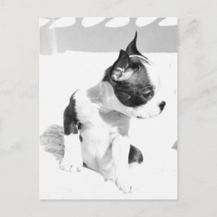 Boston Terrier Puppy Briefkaart