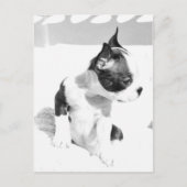 Boston Terrier Puppy Briefkaart (Voorkant)