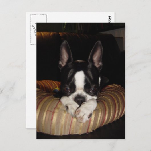 Boston Terrier puppy briefkaart (Voorkant / Achterkant)
