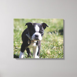 Boston Terrier Puppy Canvas Afdruk