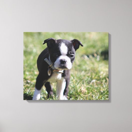 Boston Terrier Puppy Canvas Afdruk (Voorkant)