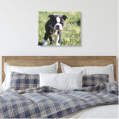 Boston Terrier Puppy Canvas Afdruk (Insitu (Slaapkamer))