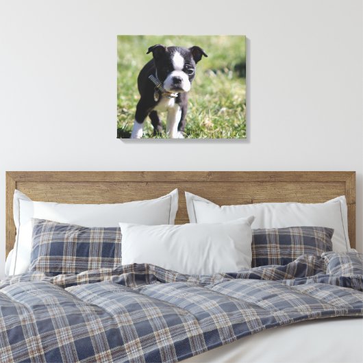 Boston Terrier Puppy Canvas Afdruk (Insitu (Slaapkamer))