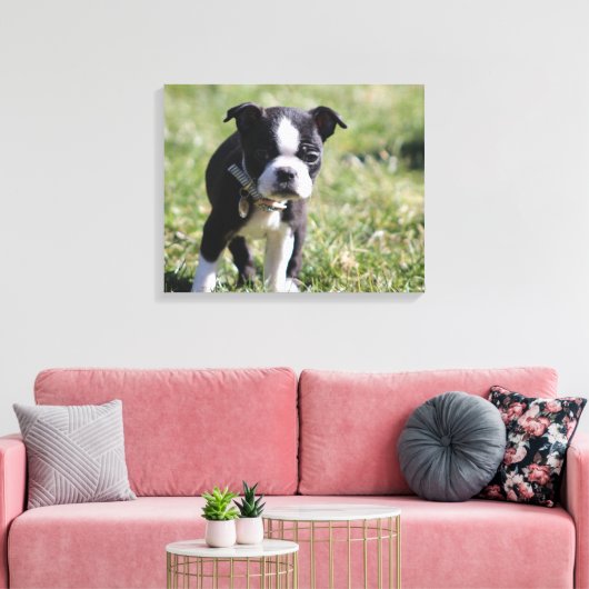 Boston Terrier Puppy Canvas Afdruk (Insitu (Woonkamer))