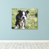 Boston Terrier Puppy Canvas Afdruk (Insitu (Houten vloer))