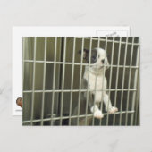 Boston Terrier Puppy in de opvangkooi Briefkaart (Voorkant / Achterkant)