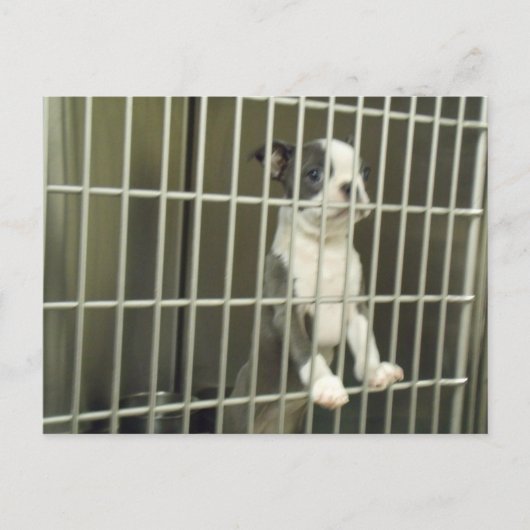 Boston Terrier Puppy in de opvangkooi Briefkaart (Voorkant)