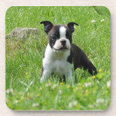 Boston Terrier Puppy in Meadow Onderzetter Set (Voorkant)