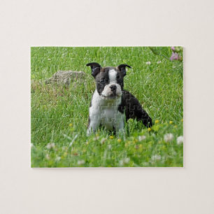 Boston Terrier Puppy in Meadow Puzzle Legpuzzel