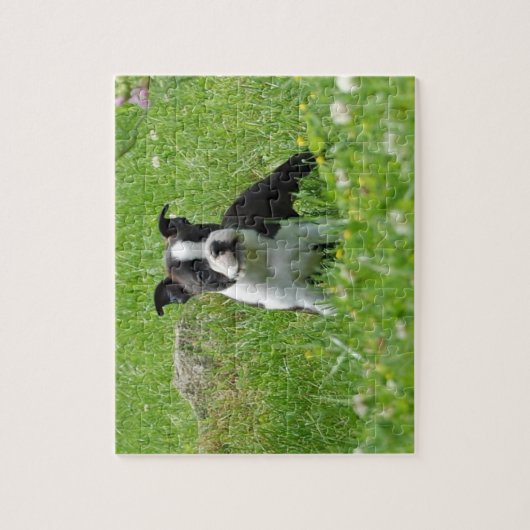 Boston Terrier Puppy in Meadow Puzzle Legpuzzel (Verticaal)