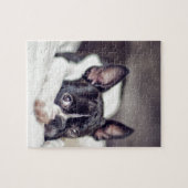 Boston Terrier Puppy Legpuzzel (Horizontaal)