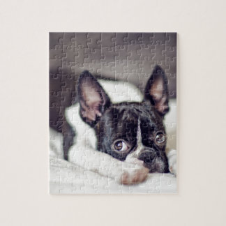 Boston Terrier Puppy Legpuzzel