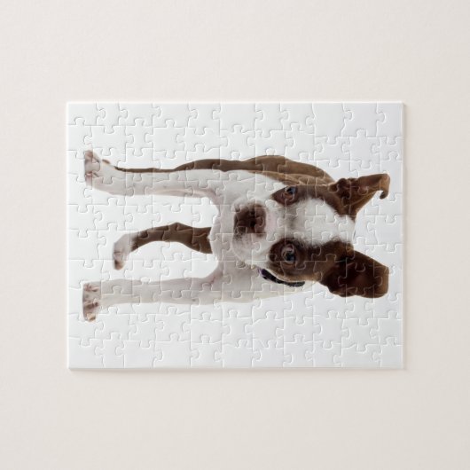 Boston Terrier Puppy Legpuzzel (Horizontaal)