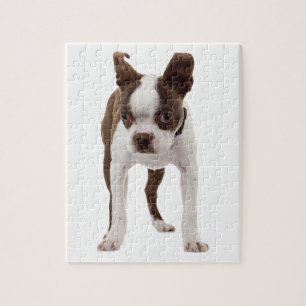 Boston Terrier Puppy Legpuzzel
