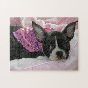 Boston Terrier Puppy Legpuzzel