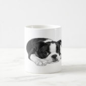 Boston Terrier Puppy Mok (Center)