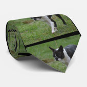 Boston Terrier Puppy Stropdas (Opgerold)