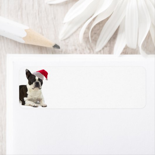 Boston Terrier Return-adreslabels Etiket (Insitu)