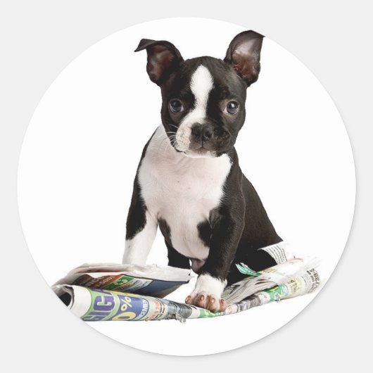 BOSTON TERRIER RONDE STICKER (Voorkant)