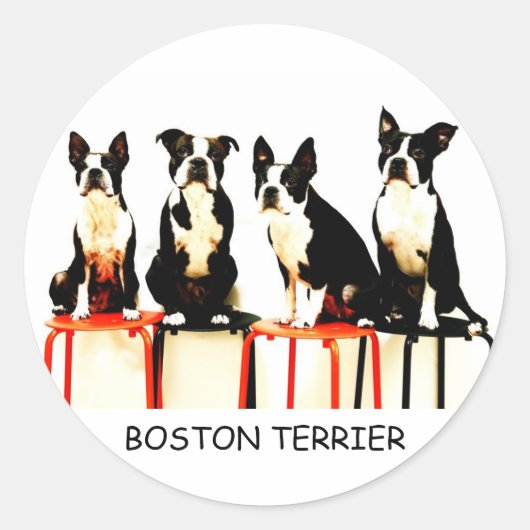 BOSTON TERRIER RONDE STICKER (Voorkant)