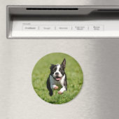 Boston Terrier Running Magnet (Insitu (Vaatwasser))