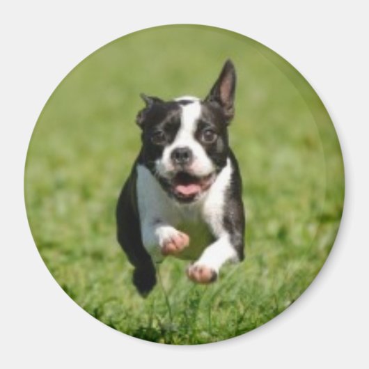 Boston Terrier Running Magnet (Voorkant)