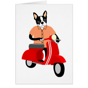 Boston Terrier Scooter