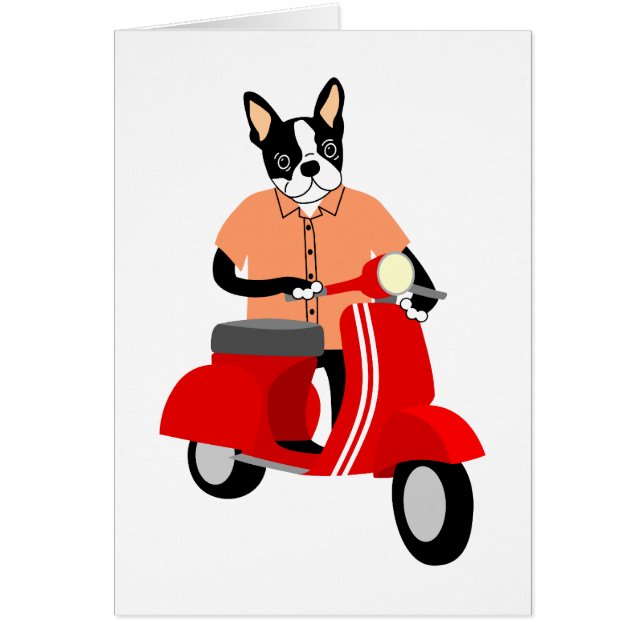 Boston Terrier Scooter (Voorkant)