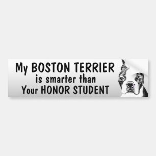 Boston Terrier - slimmer dan student - grappig Bumpersticker
