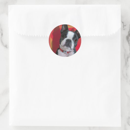Boston Terrier Sticker (Tas)
