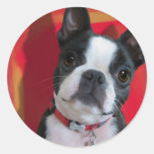 Boston Terrier Sticker (Voorkant)