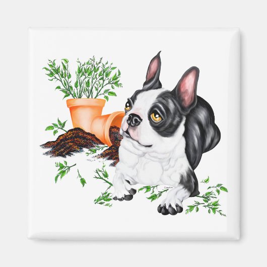Boston Terrier Stoute Pup Magnet (Voorkant)