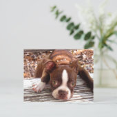 Boston Terrier Sympathy Card Briefkaart (Staand voorkant)