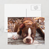 Boston Terrier Sympathy Card Briefkaart (Voorkant / Achterkant)