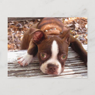 Boston Terrier Sympathy Card Briefkaart