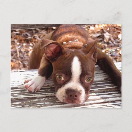 Boston Terrier Sympathy Card Briefkaart (Voorkant)