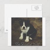 Boston Terrier:  Te Freakin' Cute Briefkaart (Voorkant / Achterkant)