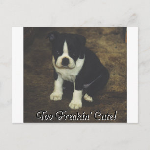 Boston Terrier:  Te Freakin' Cute Briefkaart