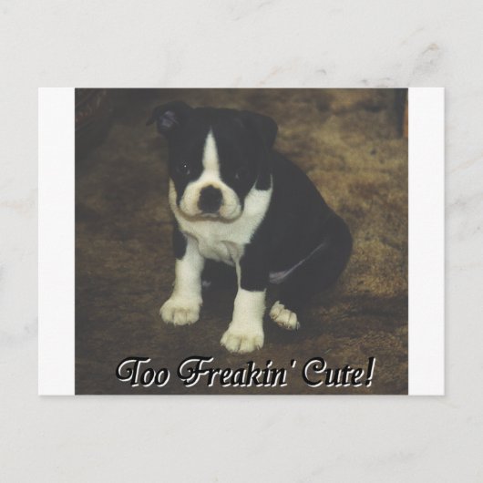 Boston Terrier:  Te Freakin' Cute Briefkaart (Voorkant)